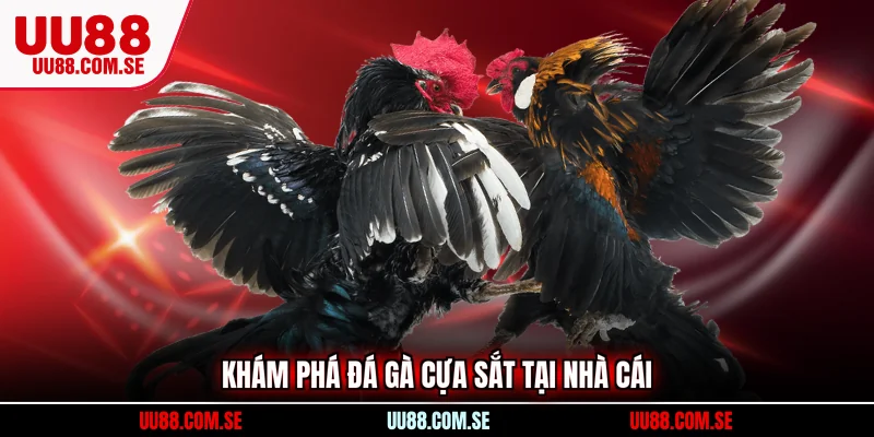 Khám phá  đá gà cựa sắt tại nhà cái